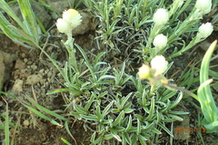 Helichrysum chionosphaerum
