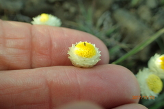 Helichrysum chionosphaerum