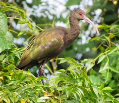 White-Faced Ibis photo 5