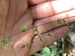 Melica mutica