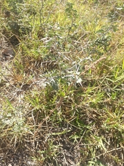 Prosopis strombulifera