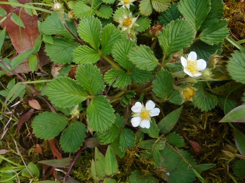 Fragaria nilgerrensis (Fragaria nilgerrensis)