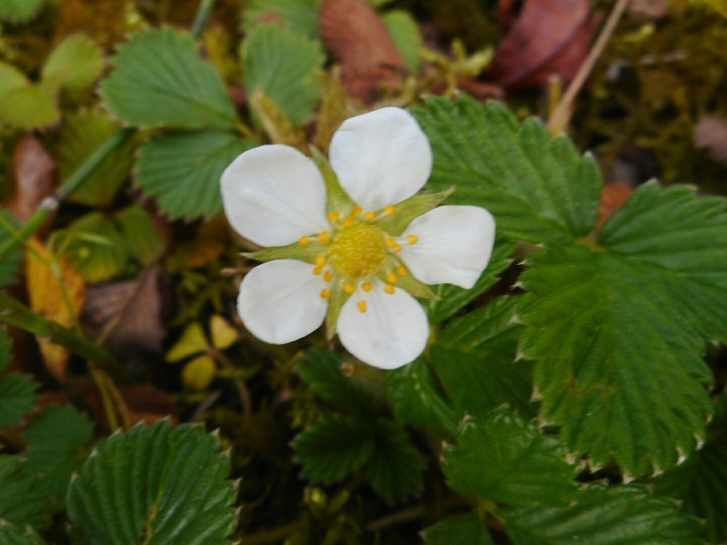 Fragaria nilgerrensis (Fragaria nilgerrensis)