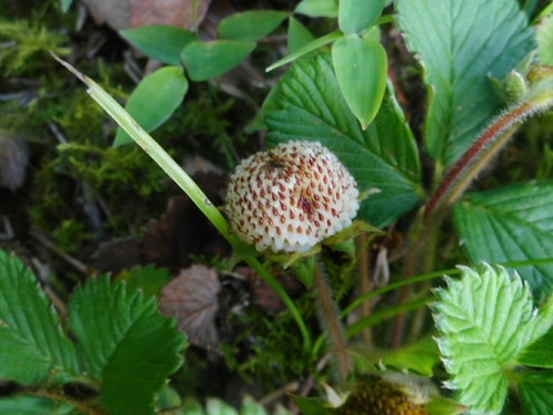 Image of Fragaria nilgerrensis by (c) Eugene Popov, some rights reserved (CC BY)