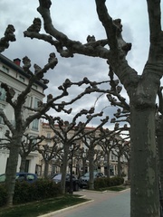 Platanus × hispanica