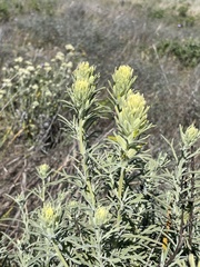 Castilleja grisea