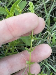 Galium virgatum