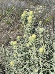 Castilleja grisea