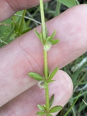 Galium virgatum