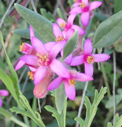 Image of Tetragonia rosea by no rights reserved