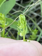 Galium virgatum