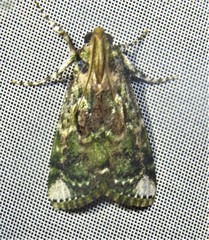 Accinctapubes apicalis