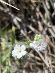 Cryptantha kinkiensis