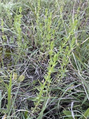 Galium virgatum