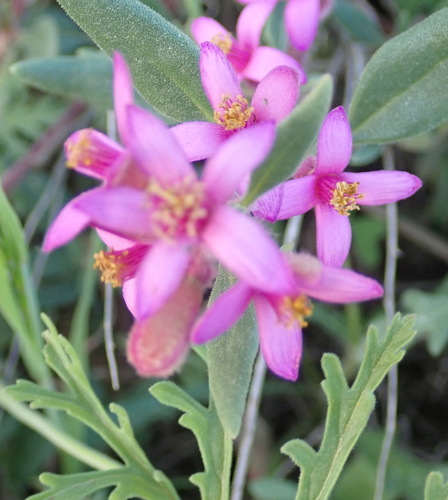 Image of Tetragonia rosea by no rights reserved