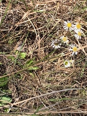 Erigeron vernus