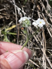Cryptantha kinkiensis