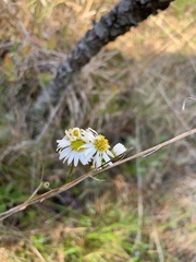 Erigeron vernus