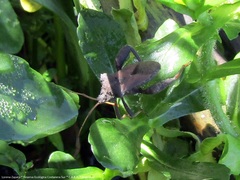 Camptischium