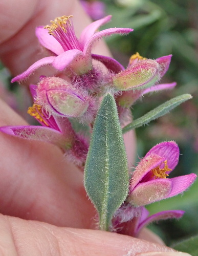 Image of Tetragonia rosea by no rights reserved