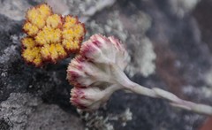 Helichrysum acervatum image