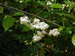 Alniphyllum pterospermum