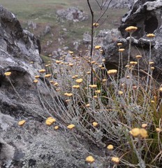 Image of Helichrysum acervatum