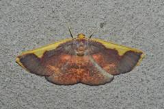 Nothomiza oxygoniodes
