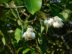 Alniphyllum pterospermum