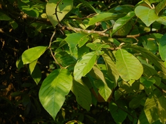 Alniphyllum pterospermum