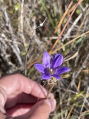 Brodiaea kinkiensis