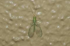 Chrysoperla nipponensis