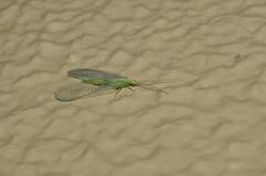 Chrysoperla nipponensis