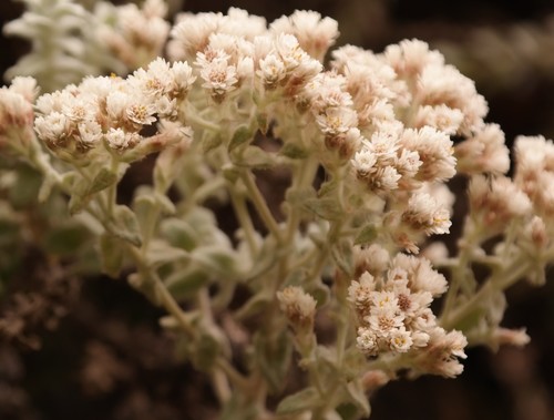 Helichrysum maestum image