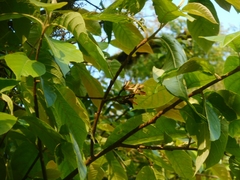 Alniphyllum pterospermum