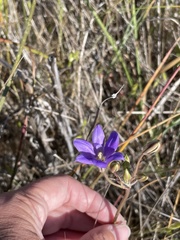 Brodiaea kinkiensis