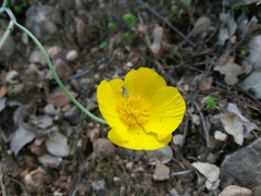 Ranunculus bupleuroides