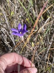 Brodiaea kinkiensis