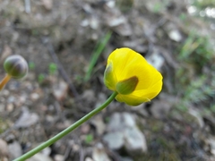 Ranunculus bupleuroides