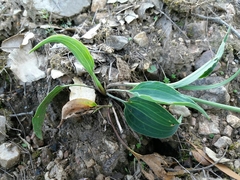 Ranunculus bupleuroides
