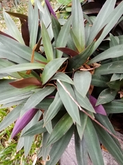 Tradescantia spathacea