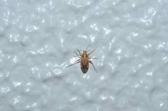 Harpocera orientalis