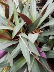 Tradescantia spathacea