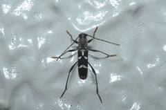 Rhaphuma diminuta