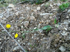 Ranunculus bupleuroides