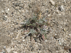 Loeseliastrum schottii
