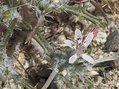 Loeseliastrum schottii