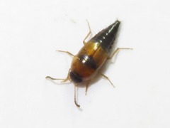Tachyporus solutus