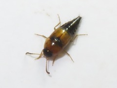 Tachyporus solutus