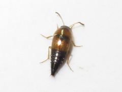 Tachyporus solutus